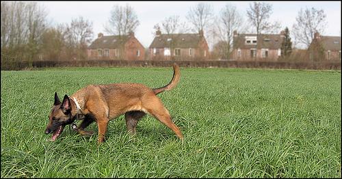 A dog image from https://images.dog.ceo/breeds/malinois/n02105162_5954.jpg