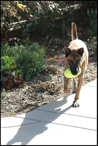 A dog image from https://images.dog.ceo/breeds/malinois/n02105162_6081.jpg