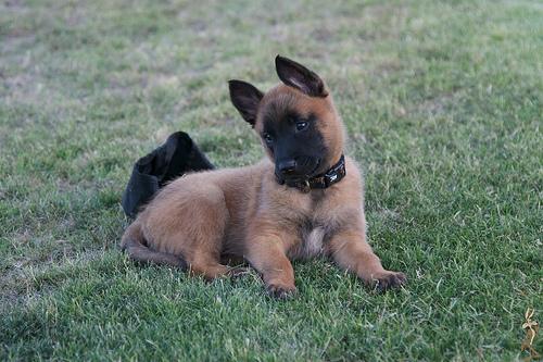 A dog image from https://images.dog.ceo/breeds/malinois/n02105162_6288.jpg