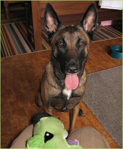 A dog image from https://images.dog.ceo/breeds/malinois/n02105162_6343.jpg