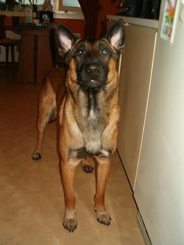 A dog image from https://images.dog.ceo/breeds/malinois/n02105162_6547.jpg