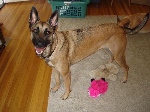 A dog image from https://images.dog.ceo/breeds/malinois/n02105162_6690.jpg