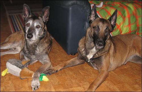 A dog image from https://images.dog.ceo/breeds/malinois/n02105162_7041.jpg