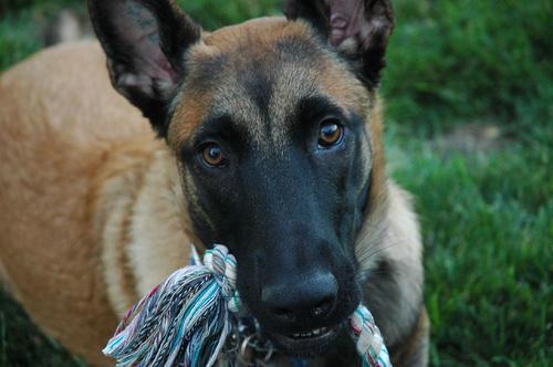 A dog image from https://images.dog.ceo/breeds/malinois/n02105162_7636.jpg