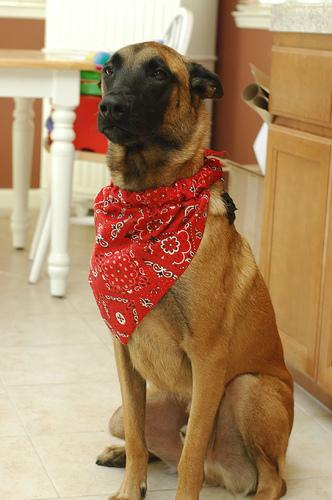 A dog image from https://images.dog.ceo/breeds/malinois/n02105162_8896.jpg