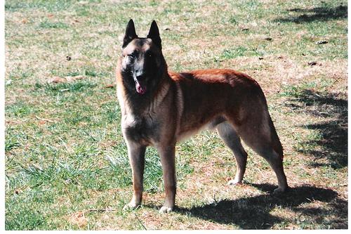 A dog image from https://images.dog.ceo/breeds/malinois/n02105162_9188.jpg