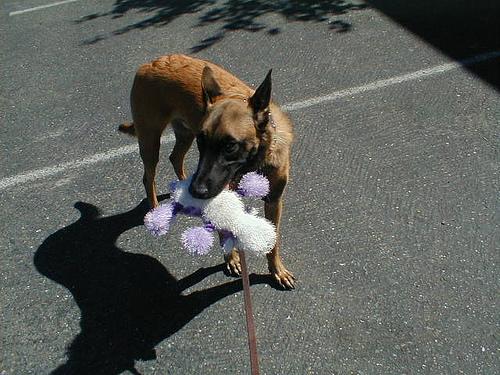 A dog image from https://images.dog.ceo/breeds/malinois/n02105162_9410.jpg