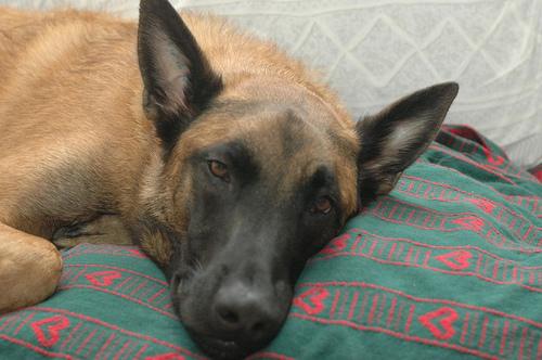 A dog image from https://images.dog.ceo/breeds/malinois/n02105162_9557.jpg