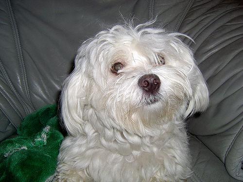 A dog image from https://images.dog.ceo/breeds/maltese/n02085936_10073.jpg