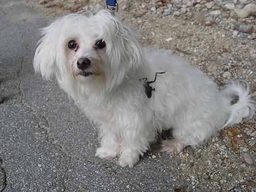 A dog image from https://images.dog.ceo/breeds/maltese/n02085936_10199.jpg