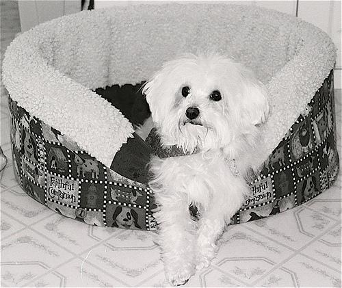 A dog image from https://images.dog.ceo/breeds/maltese/n02085936_10447.jpg