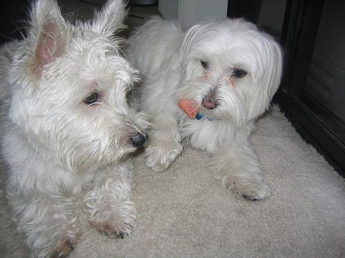 A dog image from https://images.dog.ceo/breeds/maltese/n02085936_10610.jpg