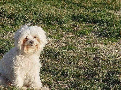 A dog image from https://images.dog.ceo/breeds/maltese/n02085936_11744.jpg