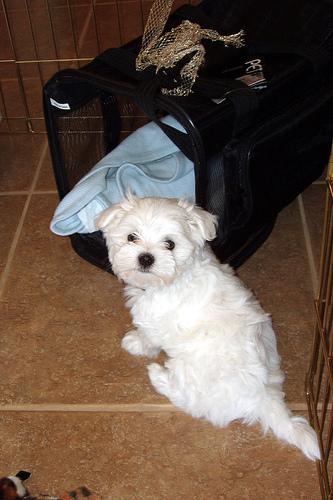 A dog image from https://images.dog.ceo/breeds/maltese/n02085936_1247.jpg