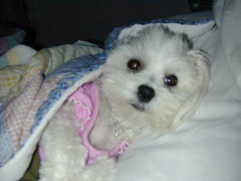 A dog image from https://images.dog.ceo/breeds/maltese/n02085936_1325.jpg