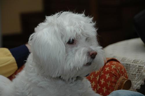 A dog image from https://images.dog.ceo/breeds/maltese/n02085936_13378.jpg