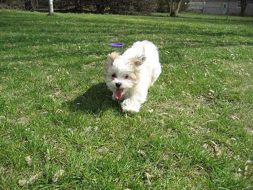 A dog image from https://images.dog.ceo/breeds/maltese/n02085936_16355.jpg