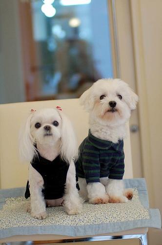 A dog image from https://images.dog.ceo/breeds/maltese/n02085936_16565.jpg