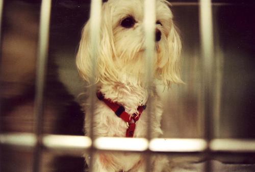 A dog image from https://images.dog.ceo/breeds/maltese/n02085936_16998.jpg