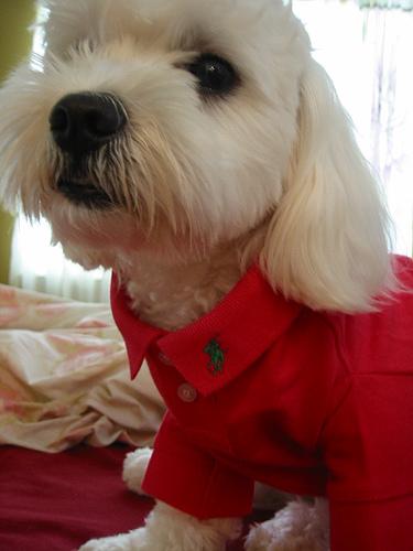 A dog image from https://images.dog.ceo/breeds/maltese/n02085936_19805.jpg