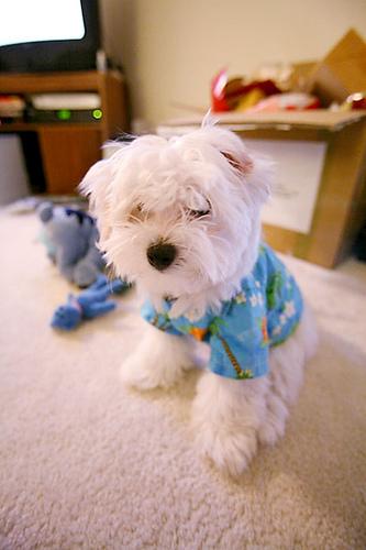 A dog image from https://images.dog.ceo/breeds/maltese/n02085936_20610.jpg