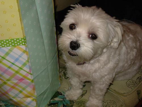 A dog image from https://images.dog.ceo/breeds/maltese/n02085936_22167.jpg