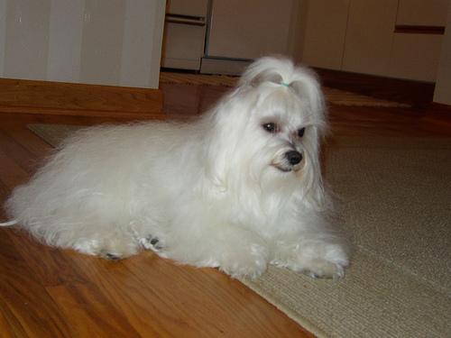 A dog image from https://images.dog.ceo/breeds/maltese/n02085936_22439.jpg