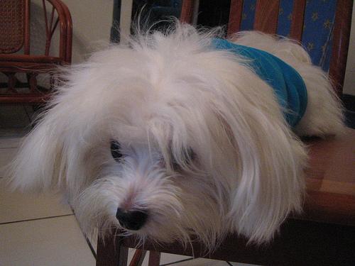 A dog image from https://images.dog.ceo/breeds/maltese/n02085936_2458.jpg