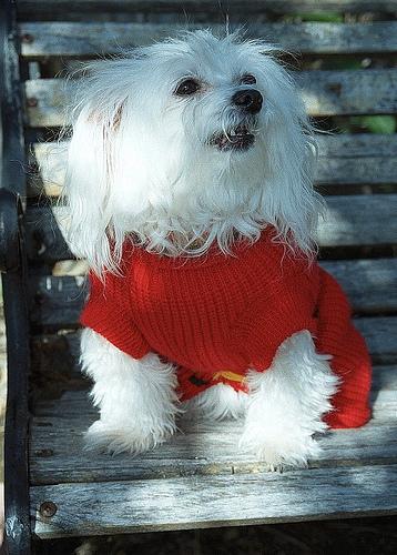 A dog image from https://images.dog.ceo/breeds/maltese/n02085936_2465.jpg