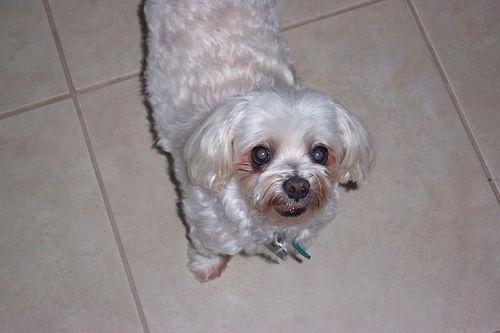 A dog image from https://images.dog.ceo/breeds/maltese/n02085936_2536.jpg