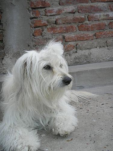 A dog image from https://images.dog.ceo/breeds/maltese/n02085936_2693.jpg