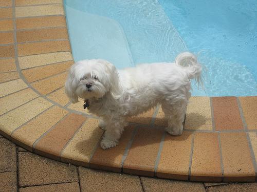 A dog image from https://images.dog.ceo/breeds/maltese/n02085936_2927.jpg