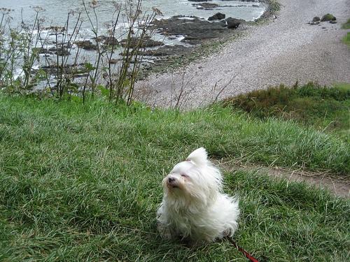 A dog image from https://images.dog.ceo/breeds/maltese/n02085936_3108.jpg