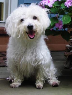 maltese