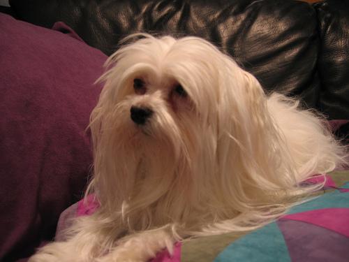 A dog image from https://images.dog.ceo/breeds/maltese/n02085936_3315.jpg