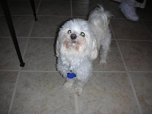 A dog image from https://images.dog.ceo/breeds/maltese/n02085936_3326.jpg