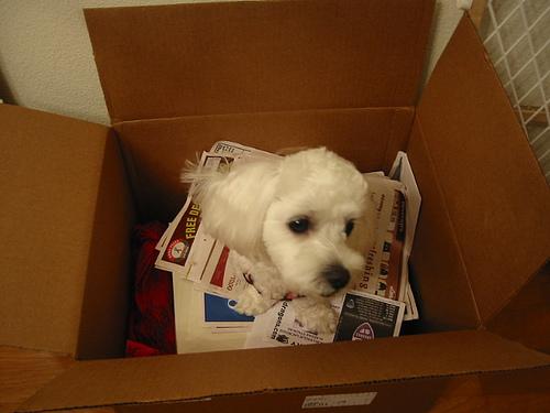 A dog image from https://images.dog.ceo/breeds/maltese/n02085936_338.jpg