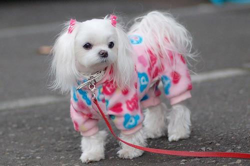 A dog image from https://images.dog.ceo/breeds/maltese/n02085936_3396.jpg