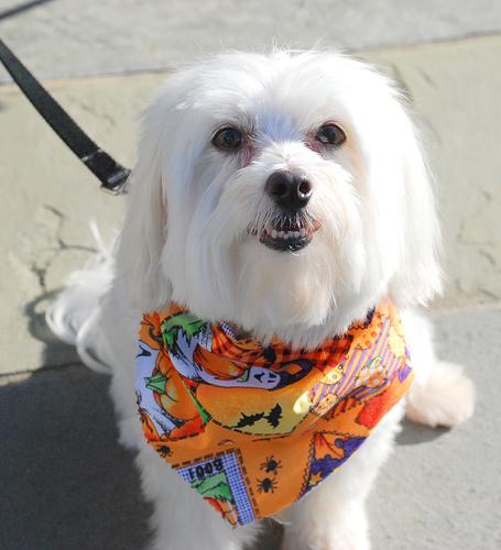 A dog image from https://images.dog.ceo/breeds/maltese/n02085936_3451.jpg