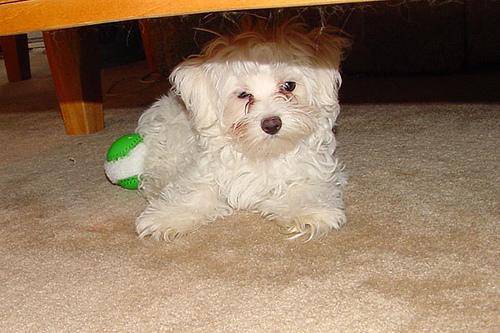 A dog image from https://images.dog.ceo/breeds/maltese/n02085936_3470.jpg