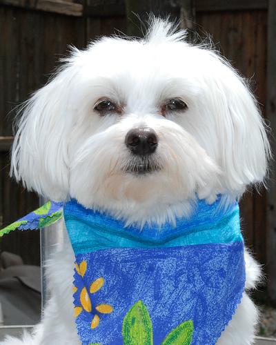 A dog image from https://images.dog.ceo/breeds/maltese/n02085936_4004.jpg