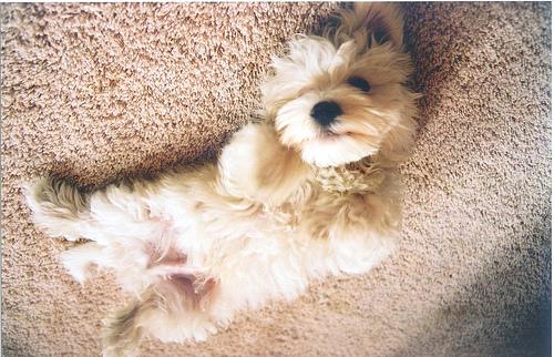 A dog image from https://images.dog.ceo/breeds/maltese/n02085936_4188.jpg