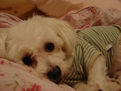 A dog image from https://images.dog.ceo/breeds/maltese/n02085936_420.jpg