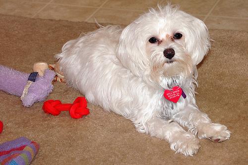 A dog image from https://images.dog.ceo/breeds/maltese/n02085936_4318.jpg