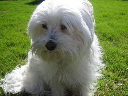 A dog image from https://images.dog.ceo/breeds/maltese/n02085936_4396.jpg