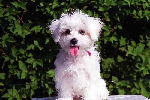 A dog image from https://images.dog.ceo/breeds/maltese/n02085936_4506.jpg