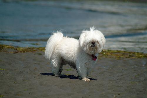 A dog image from https://images.dog.ceo/breeds/maltese/n02085936_4921.jpg