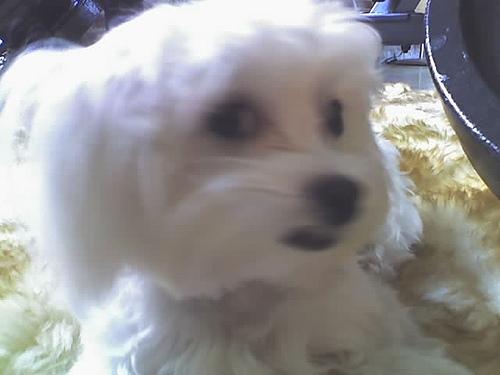 A dog image from https://images.dog.ceo/breeds/maltese/n02085936_4924.jpg