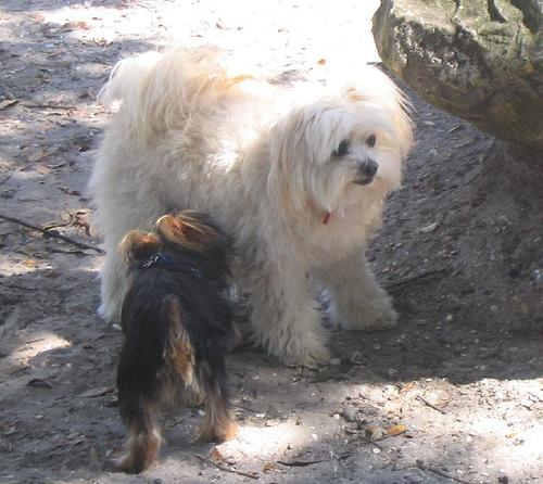 A dog image from https://images.dog.ceo/breeds/maltese/n02085936_5202.jpg