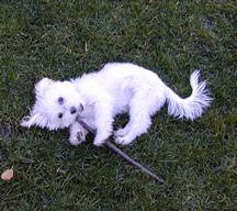 A dog image from https://images.dog.ceo/breeds/maltese/n02085936_5488.jpg